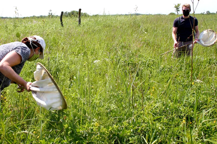 Dana and Tetlie stand in the tall prairie vegetation, which they inspect closely. Each carries a white canvas net. 