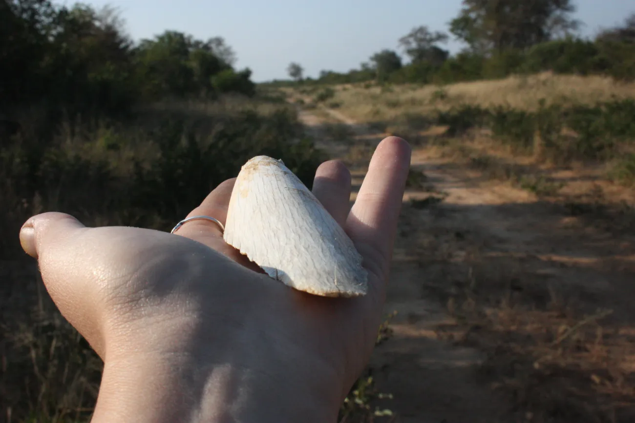 The ivory poaching crisis: which way forward?